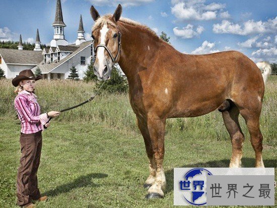 【图】关于马匹的10个世界之最，史上最全纪录