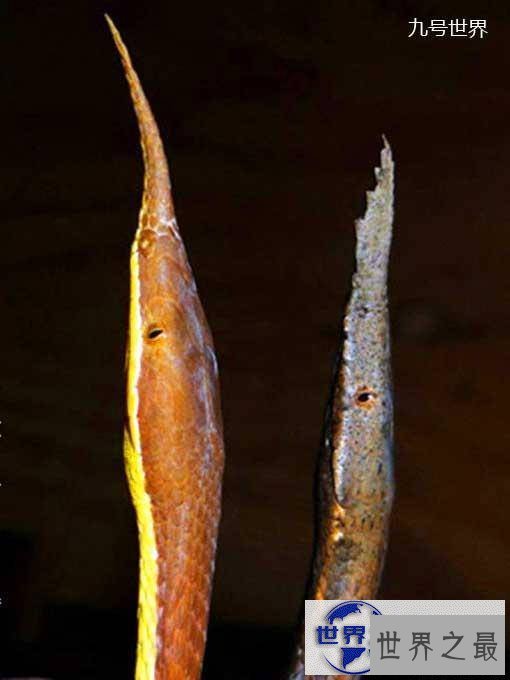 【图】世界上最美的十种毒蛇，毒液腺布满全身却最美