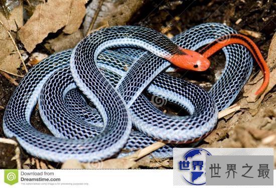 【图】世界上最美的十种毒蛇，毒液腺布满全身却最美