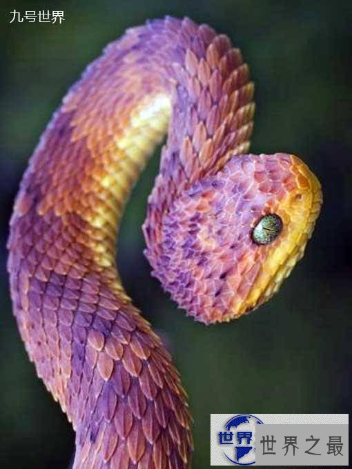 【图】世界上最美的十种毒蛇，毒液腺布满全身却最美