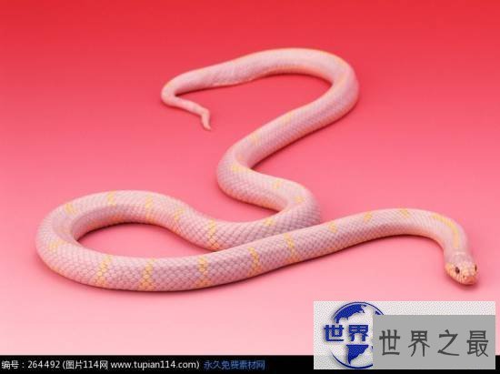 【图】世界上最美的十种毒蛇，毒液腺布满全身却最美