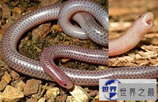 【图】世界上最美的十种毒蛇，毒液腺布满全身却最美