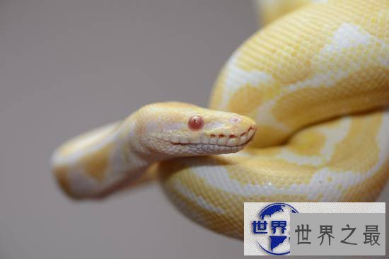 【图】世界上最美的十种毒蛇，毒液腺布满全身却最美