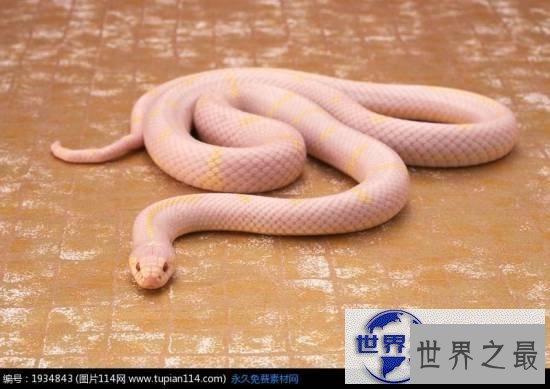 【图】世界上最美的十种毒蛇，毒液腺布满全身却最美