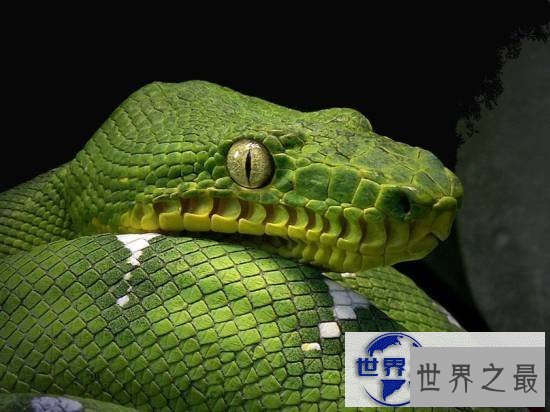 【图】世界上最美的十种毒蛇，毒液腺布满全身却最美