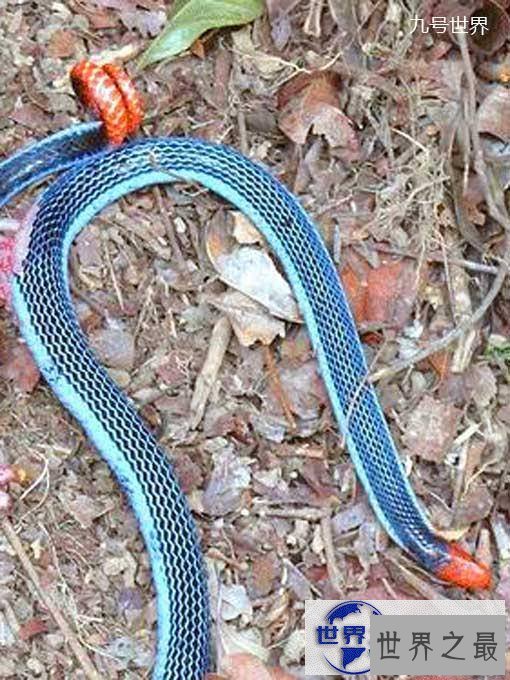 【图】世界上最美的十种毒蛇，毒液腺布满全身却最美