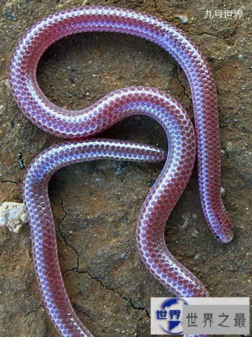 【图】世界上最美的十种毒蛇，毒液腺布满全身却最美