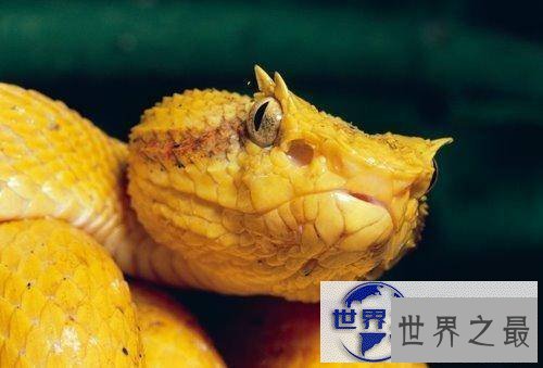 【图】世界上最美的十种毒蛇，毒液腺布满全身却最美