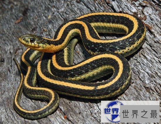 【图】世界上最美的十种毒蛇，毒液腺布满全身却最美