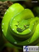 【图】世界上最美的十种毒蛇，毒液腺布满全身却最美