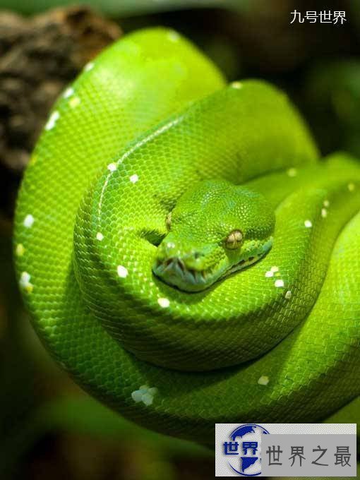 【图】世界上最美的十种毒蛇，毒液腺布满全身却最美