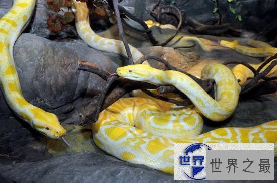 【图】世界上最美的十种毒蛇，毒液腺布满全身却最美