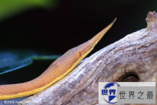 【图】世界上最美的十种毒蛇，毒液腺布满全身却最美