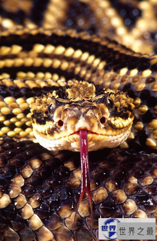 【图】世界上最美的十种毒蛇，毒液腺布满全身却最美