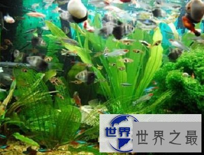 【图】最近好想养鱼啊，但是不知道养鱼养几条好呢？