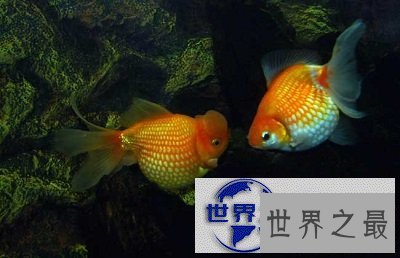 【图】最近好想养鱼啊，但是不知道养鱼养几条好呢？