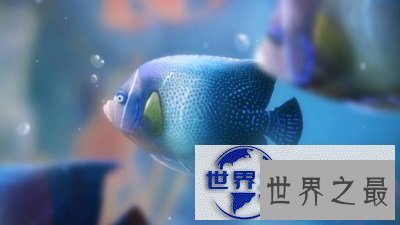 【图】最近好想养鱼啊，但是不知道养鱼养几条好呢？