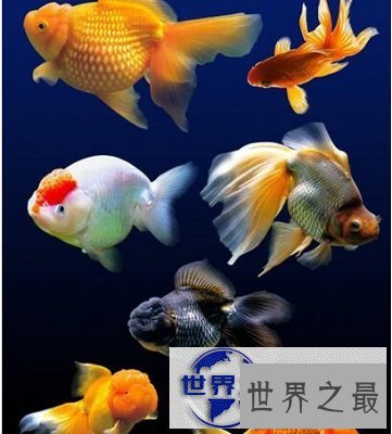 【图】最近好想养鱼啊，但是不知道养鱼养几条好呢？