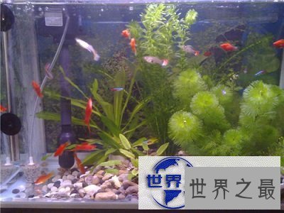 【图】最近好想养鱼啊，但是不知道养鱼养几条好呢？