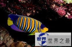 【图】最近好想养鱼啊，但是不知道养鱼养几条好呢？