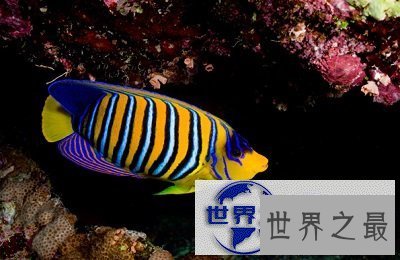 【图】最近好想养鱼啊，但是不知道养鱼养几条好呢？