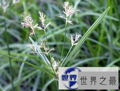 【图】听说过香草和香包，但是你听说过香附吗？