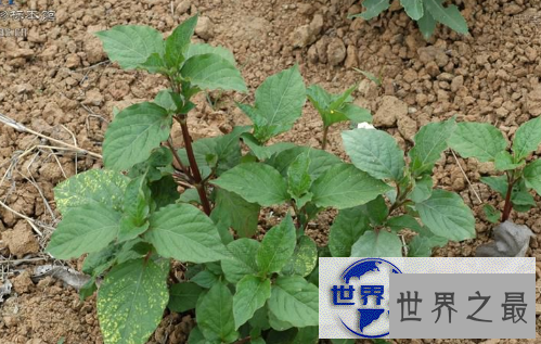 【图】高价值的中草药牛膝，活血通经用处大