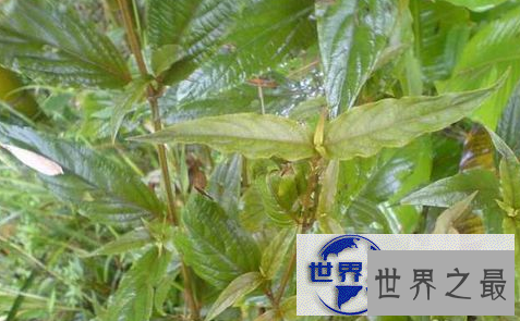 【图】高价值的中草药牛膝，活血通经用处大