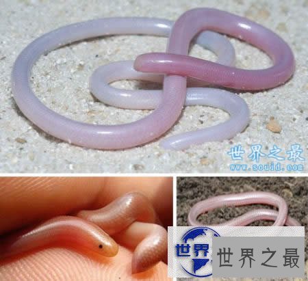 【图】蛇的寿命？世界上年龄最大的蛇(1867年)