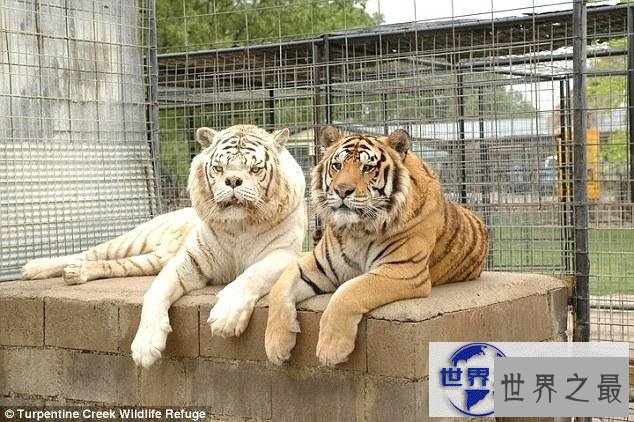 【图】世界上最丑的老虎，孟加拉虎变白虎(近亲繁殖的