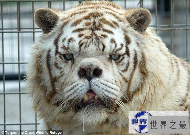 【图】世界上最丑的老虎，孟加拉虎变白虎(近亲繁殖的