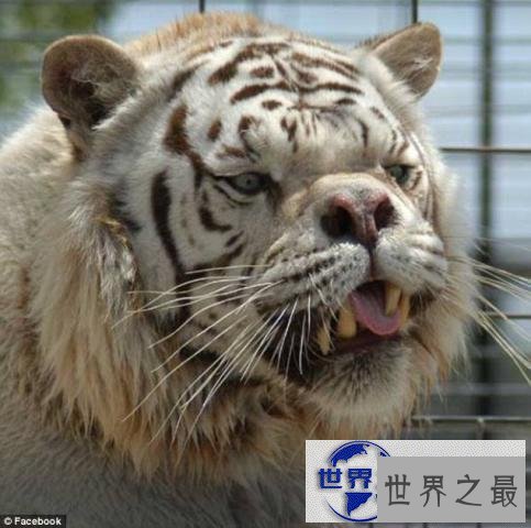 【图】世界上最丑的老虎，孟加拉虎变白虎(近亲繁殖的