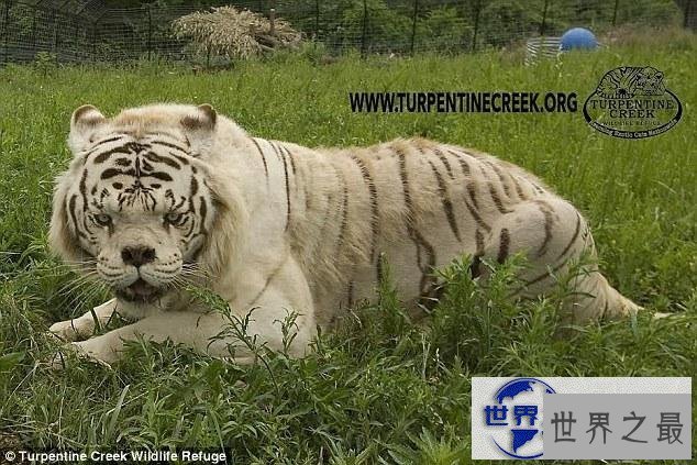 【图】世界上最丑的老虎，孟加拉虎变白虎(近亲繁殖的