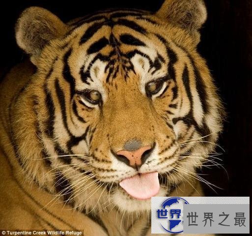 【图】世界上最丑的老虎，孟加拉虎变白虎(近亲繁殖的