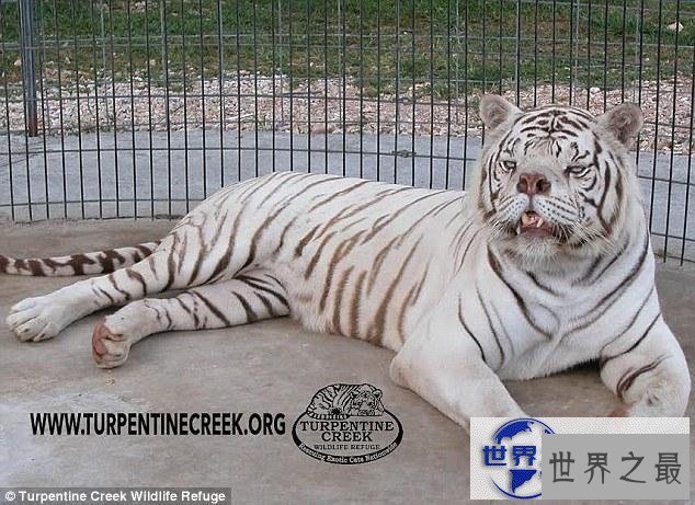 【图】世界上最丑的老虎，孟加拉虎变白虎(近亲繁殖的