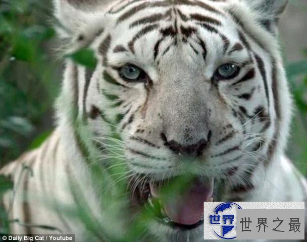 【图】世界上最丑的老虎，孟加拉虎变白虎(近亲繁殖的