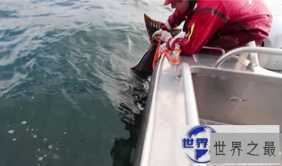 【图】世界上最大的比目鱼，重达468斤(用鱼竿钓起)