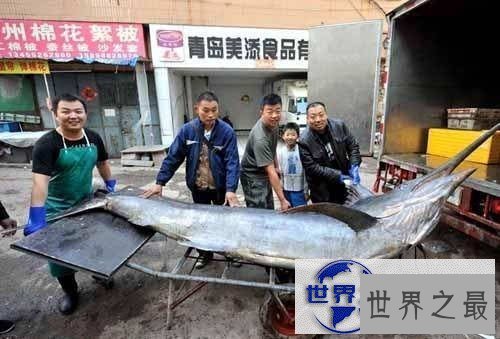 【图】世界上最大的比目鱼，重达468斤(用鱼竿钓起)