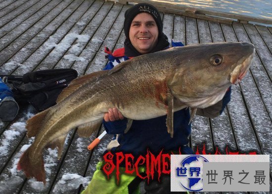 【图】世界上最大的比目鱼，重达468斤(用鱼竿钓起)