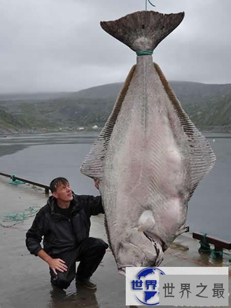 【图】世界上最大的比目鱼，重达468斤(用鱼竿钓起)