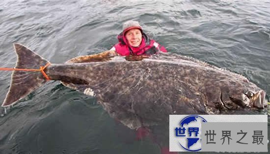 【图】世界上最大的比目鱼，重达468斤(用鱼竿钓起)
