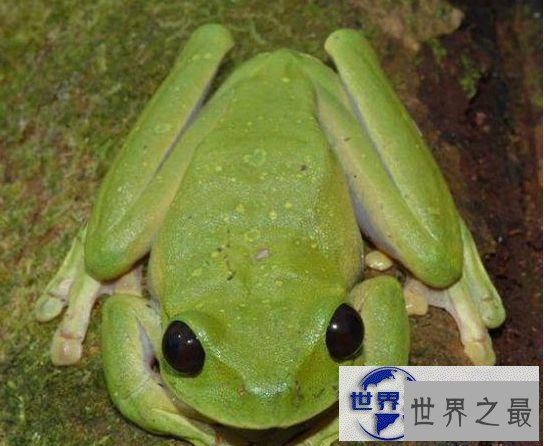 【图】世界上最奇异的10种动物，你一个都没见过(组图