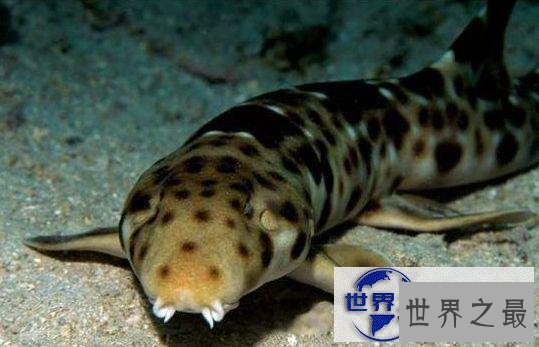 【图】世界上最奇异的10种动物，你一个都没见过(组图
