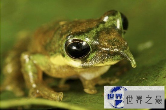 【图】世界上最奇异的10种动物，你一个都没见过(组图