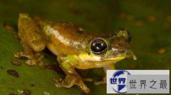 【图】世界上最奇异的10种动物，你一个都没见过(组图