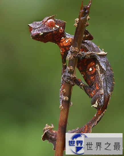 【图】世界上最奇异的10种动物，你一个都没见过(组图