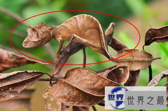 【图】世界上最奇异的10种动物，你一个都没见过(组图