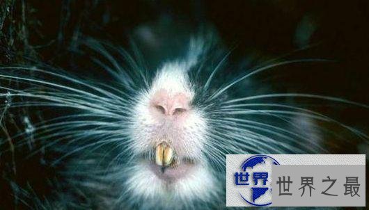 【图】世界上最奇异的10种动物，你一个都没见过(组图