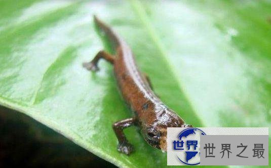 【图】世界上最奇异的10种动物，你一个都没见过(组图