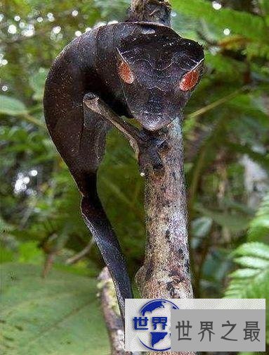 【图】世界上最奇异的10种动物，你一个都没见过(组图